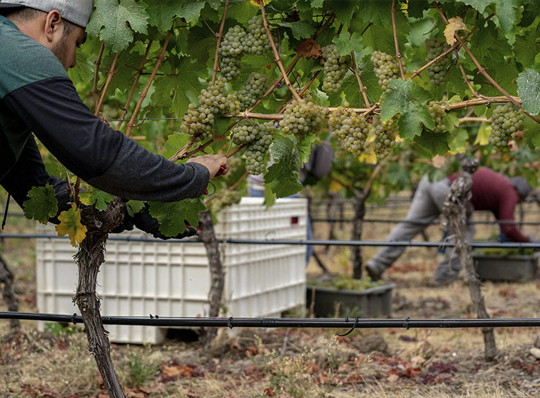 MHFE_Disc_Winemaking_FarmOrganically02