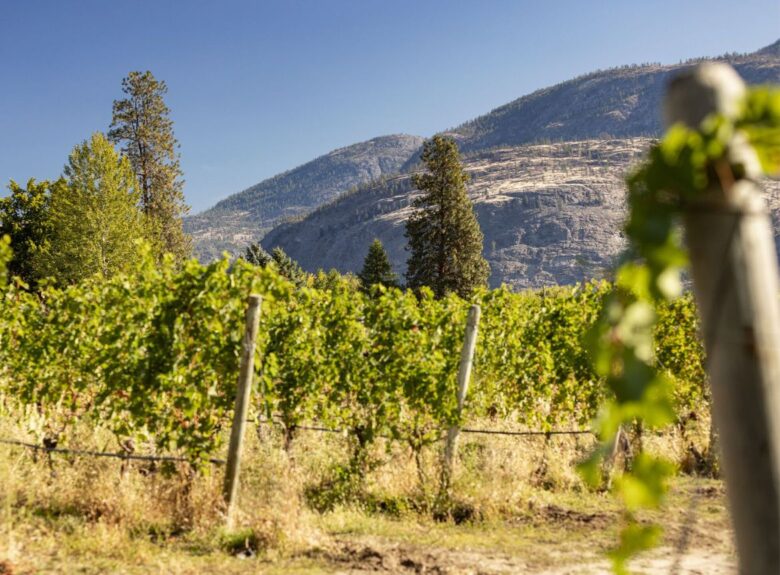 Okanagan-Valley-Vineyards Okanagan Valley Vineyards