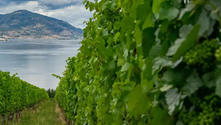 Simes-Vineyard-Okanagan-Kelowna