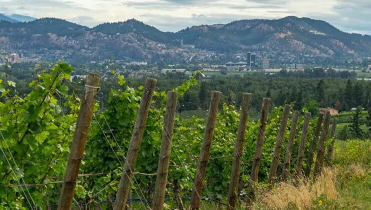 okanagan-valley-vineyards (1) Okanagan Valley Vineyards