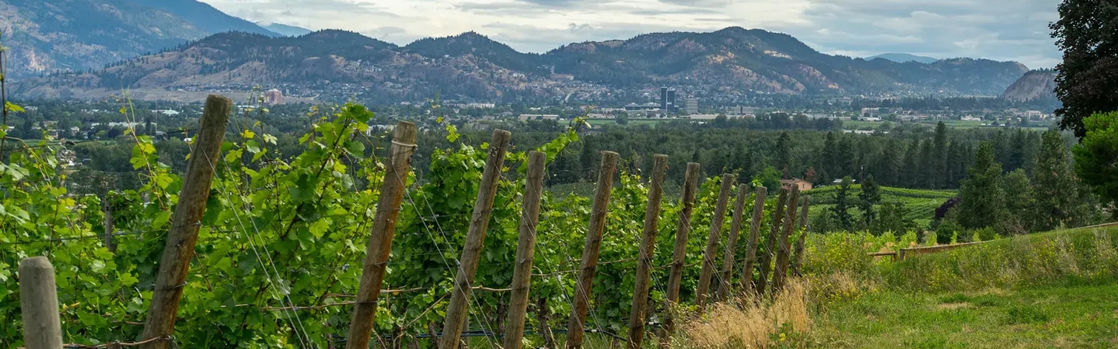 Okanagan Valley Vineyards