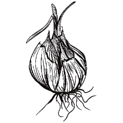 Onion