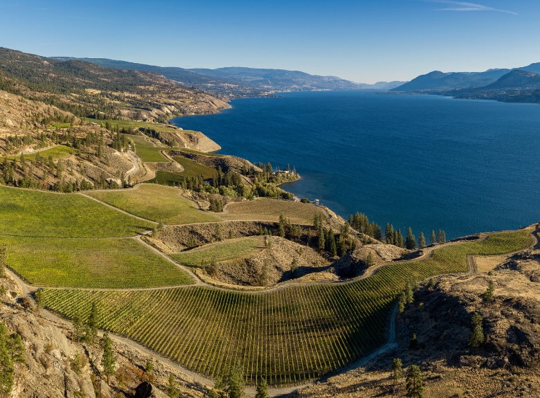 Aerial view of vineyards on the Naramata Bench overlooking Okanagan Lake, showcasing the distinctive terroir that contributes to Mission Hill Family Estate's premium Okanagan wines.