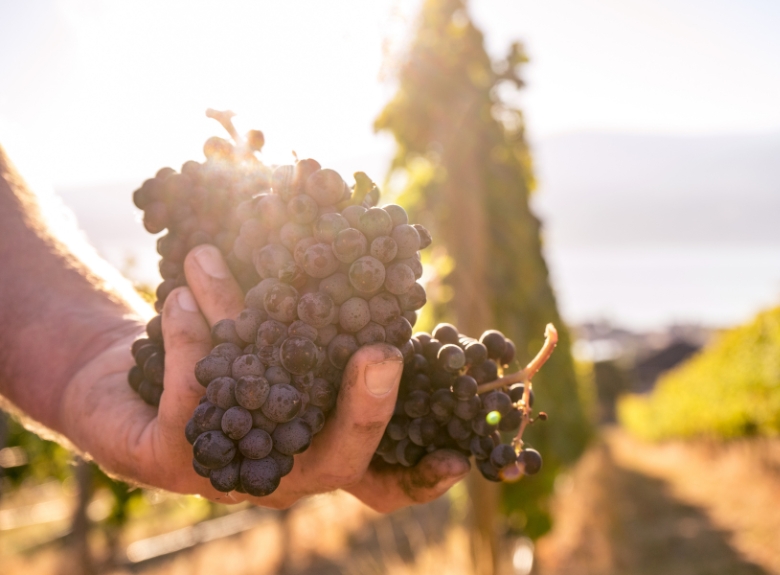 Freshly harvested red wine grapes are held in hand among vineyard rows at Mission Hill Family Estate Winery, highlighting the estate's commitment to premium Okanagan winemaking.