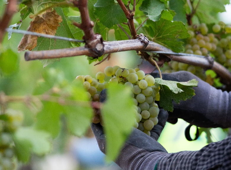 A cluster of Chardonnay grapes is hand-harvested from the vine at Mission Hill Family Estate Winery in West Kelowna, highlighting the care behind premium Okanagan wines.