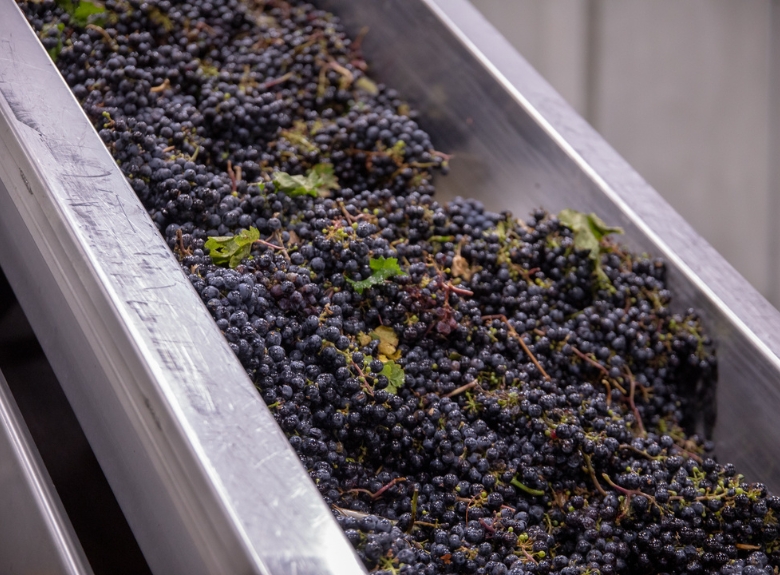 Freshly harvested wine grapes move through a sorting chute at Mission Hill Family Estate Winery in West Kelowna, showcasing the craftsmanship behind premium Okanagan wines.